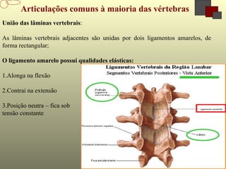 8-8
Articulações comuns à maioria das vértebras
União das lâminas vertebrais:
As lâminas vertebrais adjacentes são unidas por dois ligamentos amarelos, de
forma rectangular;
O ligamento amarelo possui qualidades elásticas:
1.Alonga na flexão
2.Contrai na extensão
3.Posição neutra – fica sob
tensão constante
 