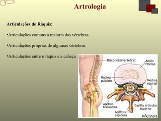 8-1
Artrologia
Articulações do Ráquis:
•Articulações comuns à maioria das vértebras
•Articulações próprias de algumas vértebras
•Articulações entre o ráquis e a cabeça
 