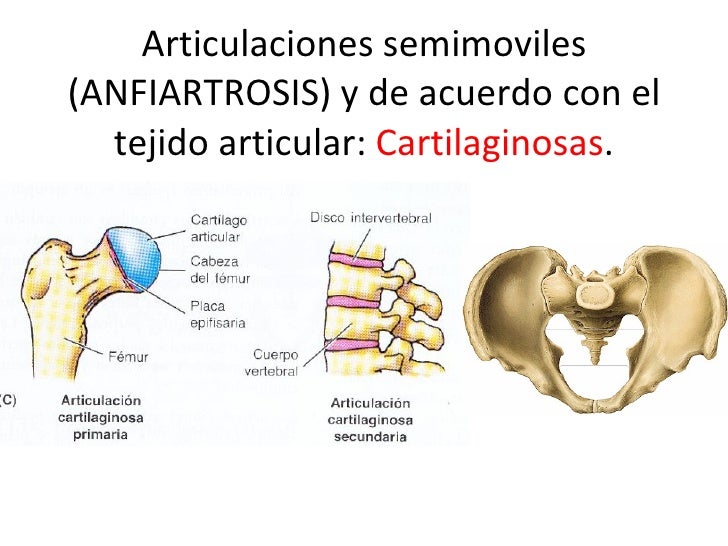 Artrologia Generalidades