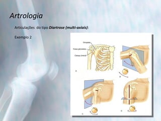 Artrologia Articulações  do tipo  Diartrose (multi-axiais) : Exemplo 2 