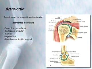 Artrologia Constituintes de uma articulação sinovial: Elementos estruturais - Superfícies articulares - Cartilagem articular - Cápsula - Ligamentos - Membrana e líquido sinovial 