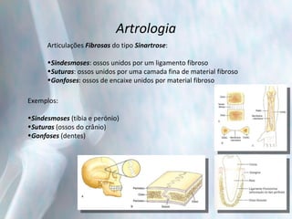 Artrologia Articulações  Fibrosas  do tipo  Sinartrose : Sindesmoses : ossos unidos por um ligamento fibroso Suturas : ossos unidos por uma camada fina de material fibroso Gonfoses : ossos de encaixe unidos por material fibroso Exemplos: Sindesmoses  (tíbia e perónio) Suturas  (ossos do crânio) Gonfoses  (dentes)  