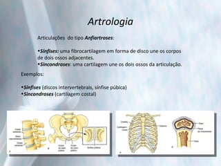 Artrologia Articulações  do tipo  Anfiartroses : Sínfises:  uma fibrocartilagem em forma de disco une os corpos de dois ossos adjacentes. Sincondroses : uma cartilagem une os dois ossos da articulação. Exemplos: Sínfises  (discos intervertebrais, sínfise púbica) Sincondroses  (cartilagem costal) 