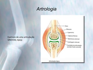 Artrologia Exemplo de uma articulação  SINOVIAL típica 