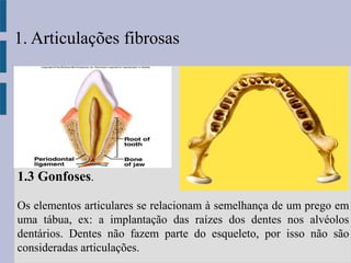 1.3 Gonfoses.
Os elementos articulares se relacionam à semelhança de um prego em
uma tábua, ex: a implantação das raízes dos dentes nos alvéolos
dentários. Dentes não fazem parte do esqueleto, por isso não são
consideradas articulações.
1. Articulações fibrosas
 