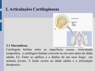 2.1 Sincondrose.
Cartilagem hialina entre as superficies osseas. Articulação
temporária, a cartilagem hialina converte-se em osso antes da idade
adulta. Ex: Entre as epífises e a diáfise de um osso longo em
animais jovens. A fusão ocorre na idade adulta e a articulação
desaparece.
2. Articulações Cartilaginosas
 