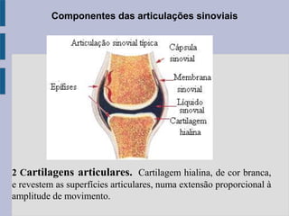 Componentes das articulações sinoviais
2 Cartilagens articulares. Cartilagem hialina, de cor branca,
e revestem as superfícies articulares, numa extensão proporcional à
amplitude de movimento.
 