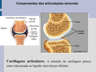Cartilagens articulares. A nutrição da cartilagem parece
estar relacionada ao liquido sinovial por difusão.
Componentes das articulações sinoviais
 