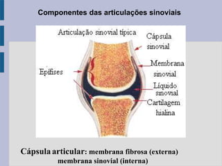 Componentes das articulações sinoviais
Cápsulaarticular: membrana fibrosa (externa)
membrana sinovial (interna)
 