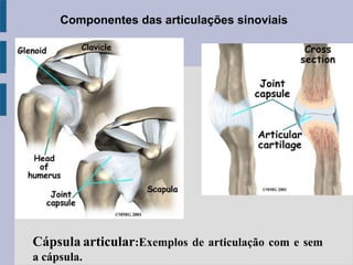 Componentes das articulações sinoviais
Cápsula articular:Exemplos de articulação com e sem
a cápsula.
 