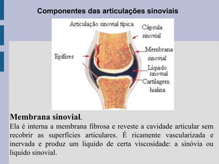 Componentes das articulações sinoviais
Membrana sinovial.
Ela é interna a membrana fibrosa e reveste a cavidade articular sem
recobrir as superfícies articulares. É ricamente vascularizada e
inervada e produz um liquido de certa viscosidade: a sinóvia ou
liquido sinovial.
 