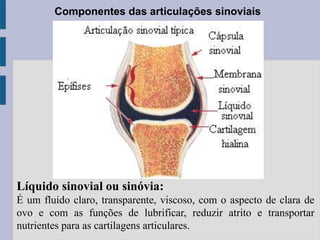 Componentes das articulações sinoviais
Líquido sinovial ou sinóvia:
É um fluído claro, transparente, viscoso, com o aspecto de clara de
ovo e com as funções de lubrificar, reduzir atrito e transportar
nutrientes para as cartilagens articulares.
 