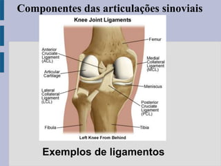 Exemplos de ligamentos
Componentes das articulações sinoviais
 