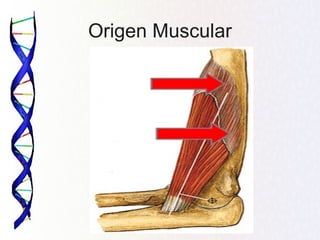 Origen Muscular
 