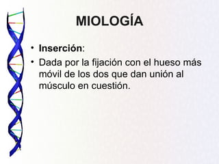 MIOLOGÍA
• Inserción:
• Dada por la fijación con el hueso más
  móvil de los dos que dan unión al
  músculo en cuestión.
 