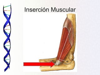 Inserción Muscular
 