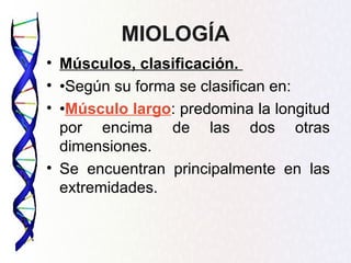 MIOLOGÍA
• Músculos, clasificación.
• •Según su forma se clasifican en:
• •Músculo largo: predomina la longitud
  por encima de las dos otras
  dimensiones.
• Se encuentran principalmente en las
  extremidades.
 