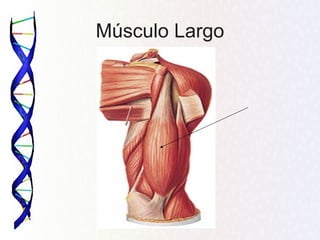 Músculo Largo
 