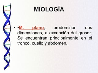 MIOLOGÍA

• •M.     plano:     predominan   dos
  dimensiones, a excepción del grosor.
  Se encuentran principalmente en el
  tronco, cuello y abdomen.
 