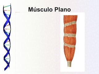 BLOGGER_PHOTO_ID_5198810897760767234
                                       Músculo Plano
 