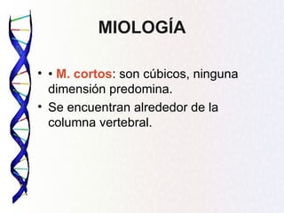 MIOLOGÍA

• • M. cortos: son cúbicos, ninguna
  dimensión predomina.
• Se encuentran alrededor de la
  columna vertebral.
 