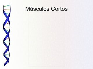Músculos Cortos
 BLOGGER_PHOTO_ID_5198811322962529554
 