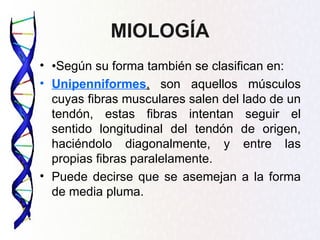 MIOLOGÍA
• •Según su forma también se clasifican en:
• Unipenniformes, son aquellos músculos
  cuyas fibras musculares salen del lado de un
  tendón, estas fibras intentan seguir el
  sentido longitudinal del tendón de origen,
  haciéndolo diagonalmente, y entre las
  propias fibras paralelamente.
• Puede decirse que se asemejan a la forma
  de media pluma.
 