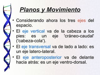 Planos y Movimiento
• Considerando ahora los tres ejes del
  espacio.
• El eje vertical va de la cabeza a los
  pies: es un eje 'cráneo-caudal'
  ('cabeza-cola').
• El eje transversal va de lado a lado: es
  un eje latero-lateral.
• El eje anteroposterior va de delante
  hacia atrás: es un eje ventro-dorsal.
 