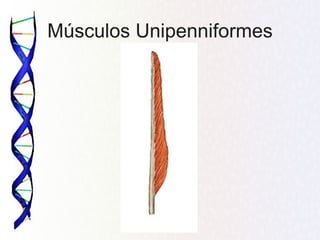 Músculos Unipenniformes
 