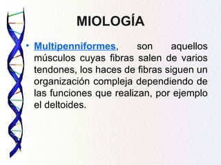 MIOLOGÍA
• Multipenniformes,       son     aquellos
  músculos cuyas fibras salen de varios
  tendones, los haces de fibras siguen un
  organización compleja dependiendo de
  las funciones que realizan, por ejemplo
  el deltoides.
 