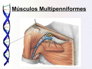 Músculos Multipenniformes
 