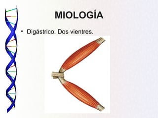 MIOLOGÍA
• Digástrico. Dos vientres.
 