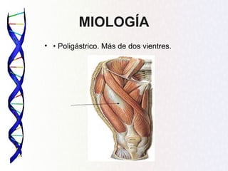 MIOLOGÍA
• • Poligástrico. Más de dos vientres.
 