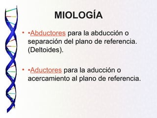 MIOLOGÍA
• •Abductores para la abducción o
  separación del plano de referencia.
  (Deltoides).

• •Aductores para la aducción o
  acercamiento al plano de referencia.
 
