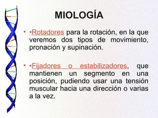 MIOLOGÍA
• •Rotadores para la rotación, en la que
  veremos dos tipos de movimiento,
  pronación y supinación.

• •Fijadores o estabilizadores, que
  mantienen un segmento en una
  posición, pudiendo usar una tensión
  muscular hacia una dirección o varias
  a la vez.
 