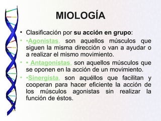 MIOLOGÍA
• Clasificación por su acción en grupo:
• •Agonistas, son aquellos músculos que
  siguen la misma dirección o van a ayudar o
  a realizar el mismo movimiento.
• • Antagonistas, son aquellos músculos que
  se oponen en la acción de un movimiento.
• •Sinergista, son aquéllos que facilitan y
  cooperan para hacer eficiente la acción de
  los músculos agonistas sin realizar la
  función de éstos.
 
