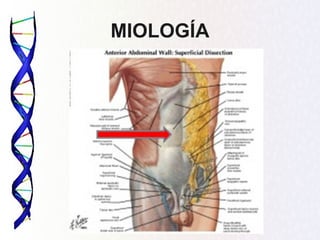 MIOLOGÍA
 