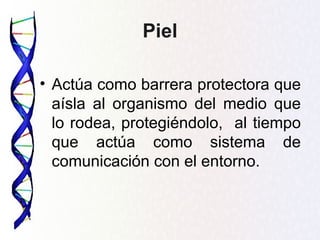 Piel

• Actúa como barrera protectora que
  aísla al organismo del medio que
  lo rodea, protegiéndolo, al tiempo
  que actúa como sistema de
  comunicación con el entorno.
 