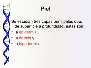 Piel

Se estudian tres capas principales que,
  de superficie a profundidad, éstas son:
• la epidermis,
• la dermis y
• la hipodermis
 