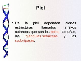 Piel

• De la piel dependen ciertas
  estructuras     llamados      anexos
  cutáneos que son los pelos, las uñas,
  las    glándulas sebáceas     y   las
  sudoríparas.
 