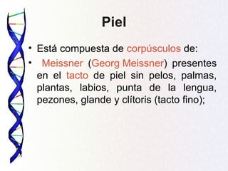 Piel
• Está compuesta de corpúsculos de:
• Meissner (Georg Meissner) presentes
  en el tacto de piel sin pelos, palmas,
  plantas, labios, punta de la lengua,
  pezones, glande y clítoris (tacto fino);
 