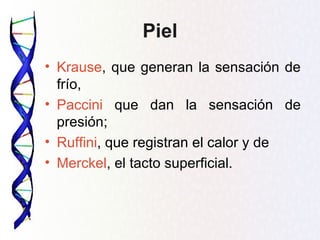 Piel
• Krause, que generan la sensación de
  frío,
• Paccini que dan la sensación de
  presión;
• Ruffini, que registran el calor y de
• Merckel, el tacto superficial.
 