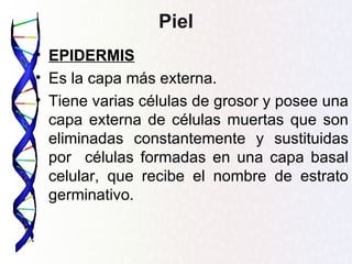 Piel
• EPIDERMIS
• Es la capa más externa.
• Tiene varias células de grosor y posee una
  capa externa de células muertas que son
  eliminadas constantemente y sustituidas
  por células formadas en una capa basal
  celular, que recibe el nombre de estrato
  germinativo.
 