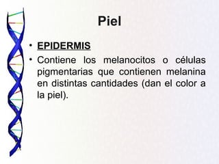 Piel
• EPIDERMIS
• Contiene los melanocitos o células
  pigmentarias que contienen melanina
  en distintas cantidades (dan el color a
  la piel).
 