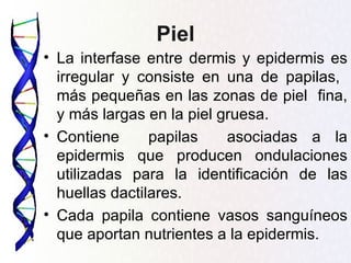 Piel
• La interfase entre dermis y epidermis es
  irregular y consiste en una de papilas,
  más pequeñas en las zonas de piel fina,
  y más largas en la piel gruesa.
• Contiene      papilas    asociadas a la
  epidermis que producen ondulaciones
  utilizadas para la identificación de las
  huellas dactilares.
• Cada papila contiene vasos sanguíneos
  que aportan nutrientes a la epidermis.
 