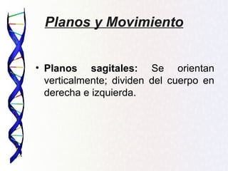 Planos y Movimiento


• Planos sagitales: Se orientan
  verticalmente; dividen del cuerpo en
  derecha e izquierda.
 