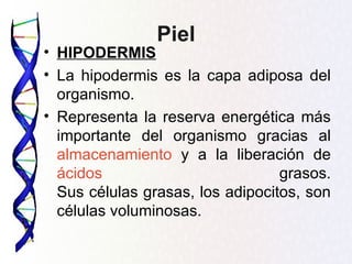 Piel
• HIPODERMIS
• La hipodermis es la capa adiposa del
  organismo.
• Representa la reserva energética más
  importante del organismo gracias al
  almacenamiento y a la liberación de
  ácidos                          grasos.
  Sus células grasas, los adipocitos, son
  células voluminosas.
 