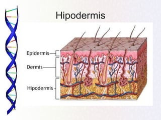 Hipodermis
 