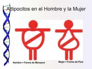 Adipocitos en el Hombre y la Mujer




  Hombre = Forma de Manzana   Mujer = Forma de Pera
 