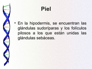 Piel

• En la hipodermis, se encuentran las
  glándulas sudoríparas y los folículos
  pilosos a los que están unidas las
  glándulas sebáceas.
 